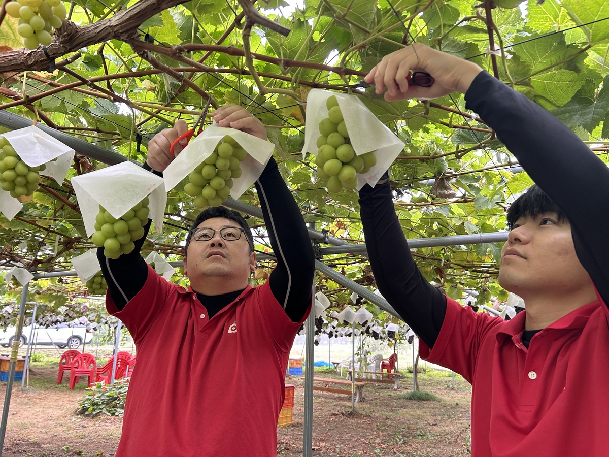 NX-7 いろどりぶどうセット 約3kg | 王将果樹園